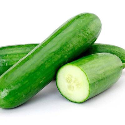 PEPINO COMUM
